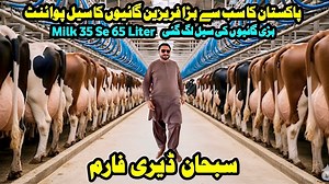 100K views · 5.8K reactions | Subhan Dairy Farm | Australian Friesian Cows | Highest Milking Cows | Big Udder Cows | Cow Fresh Rates | new cow video 2025 سبحان ڈیری فارم پر گائیوں کی لاٹ آ گئ پیور امپورٹڈ امریکن گائیوں ۔ ہر طرح کی گائیوں کا مرکز ۔ #cows #cowforsale #jhangjanwarmandi #hfcowfarm #bigcow #newvideo #dairyfarming #dairyfarm #hfcow | Jhang Janwar Mandi | Facebook