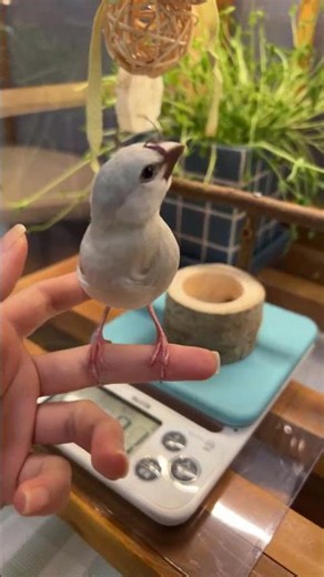 Silver Java Sparrow chick, Nemu-kun Live Highlights 06/29/2026