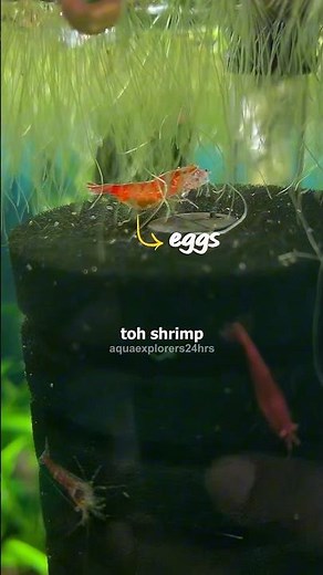 ✅Shrimp Breeding Secrets || Easy Tank Care Routine🐟You Must Know ✅||#shrimp #aquarium