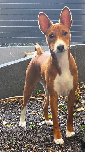 1.6K views · 30 reactions |  . . . . . #basenji #basenjipuppy #redtri #basenjination #basenjiaustralia #tribasenji #basenjilife #funnydogs #dogreel #dogsoftiktok #basenjivideos #barklessdog #puppylove #basenjioftheday #basenjipuppies #dogsofinstagram | Redtri.Basenjis | Facebook