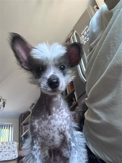 Introducing Ralph: The Adorable Chinese Crested Puppy