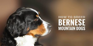 How To Breed Bernese Mountain Dogs — FREE GUIDE!