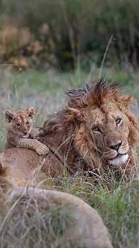 A Father Lion Relaxing in the Sun with His Cubs | Maasai Mara National Reserve, Kenya