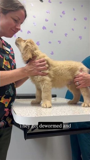 Golden retriever puppies go to the vet! #goldenpuppies #goldenretreiverpuppies #puppiesdaily