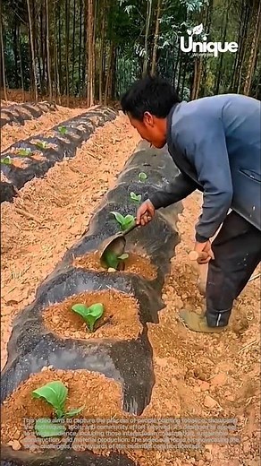 Tobacco planting for beginners: a simple guide to planting tobacco