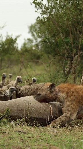 Follow👉IG @bigcatsnamibia Now ! Spotted hyenas do protect their carcasses from other predators and scavengers. They are known for their territorial behavior and will defend their kills aggressively from other animals, including lions and other hyenas. They use their powerful jaws and group coordination to deter intruders and safeguard their food sources. Credits @g_van_r 📸 @bobpoolefilms Hyenas and vultures often have a symbiotic relationship in the wild. Hyenas, with their strong jaws, can br