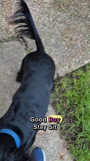 What is the difference between wait and stay? A great question I was asked by a one to one client and this is my explanation. Others will have different ideas, some will only use one or the other or some will just ask for a sit, down or stand and train them to not move until they're released. What do you do? #wait #stay #workingcockerspaniel #dogtraining #dogtrainer | Sarah's Pawsome Dog Retreat and Training | Facebook