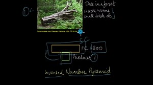 Ecological Pyramids 2