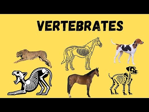 Meet the Animals with Backbones! Vertebrates Explained for Kids