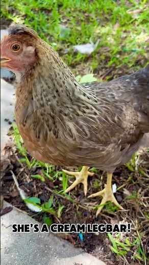 Lolly the Cream Legbar Chicken! #freerangechickens #chickens #CreamLegbar