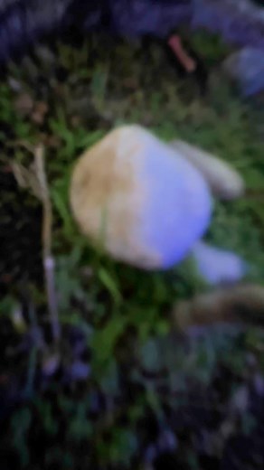 Greetings from the La Sofia Sky View Cafe family! We extend our heartfelt wishes for a Happy New Year filled with prosperity, joy, and success. Welcome, 2025! | La Sofia Sky View Cafe