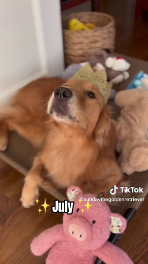 Best Dog Awoo Moments of 2022 | Which Month Stole Your Heart?