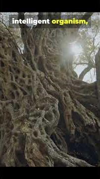 Trees Are Watching You The Wood Wide Web