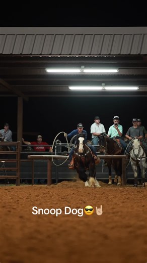 Gypsy Vanner Horse Riding & Team Roping Fun