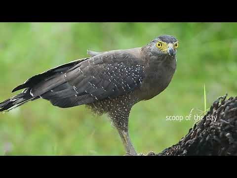 crested serpent eagle catching snake Spilornis cheela call