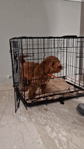 Crate Training with Mattaio! 🤎🐶 #poodle #poodlepuppy #σκύλοςπαντούbarkmaster🐶 | Bark Master