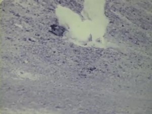 11K views · 179 reactions | During WWII the US developed B-17s that would be loaded with explosives and used as precision bombs. The pilots would take off normally and then parachute out, handing control over to a "mothership" that would control it while watching through TVs mounted in the cockpit. They were used in combat, but none very effectively. In 14 missions, they failed to destroy a target and often times wouldn't even reach it. | Task & Purpose | Facebook