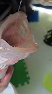 When the current is rolling, you need them big weights. This chunker still took the 3/4 oz deep #bigwater #bigfish #walleye #bigwater #icefishing | Bigwater Fishing