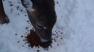 The Deer, Allagash, Maine...01-07-16 | Northern Maine Logger's