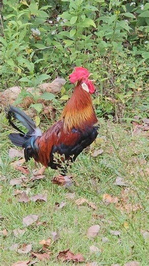 Very Loud Rooster Growl. 🔊😭