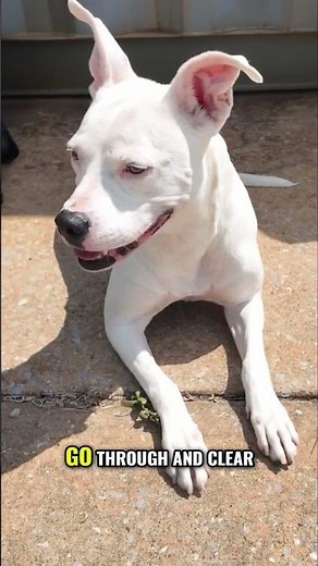 New BUZZ stars Alabama Task Force 1 #k9 #searchandrescue #disasterpreparedness