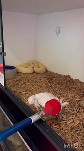 MASSIVE ALBINO WESTERN DIAMONDBACK EATS A RABBIT! #diamondback #nature #reptiles #wildlife #snake 🐍 #snaketattoo #lizard #herping #colubrid #ballpythonbreeding #wildlifephotography #pythonregius #pythons #boaconstrictor #ballpythonbreeder #snakelovers #pythonsofinstagram #hognose #love #naturephotography #snakephotography #reptilephotography #petsnake #photography #cobra #snakelove #ballpythonmorph #snek #snakeofinstagram #snakesofinsta #Shorts #virals #best #fyp | Willard DEE