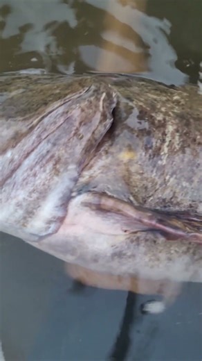 A True River Monster: Catch Bigger & More Catfish River Fishing W/ The Best Catfishing Rig: FATKAT