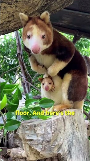 This Kangaroo Jumps From Trees and Survives🦘🌳