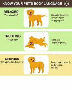 139 reactions · 40 shares | 21 Essential Dog Commands to Teach Your Dog | Woofz | Facebook