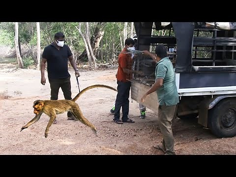 Release of a group of safely rescued monkeys back into the wild | Most Amazing Moments Of Monkeys