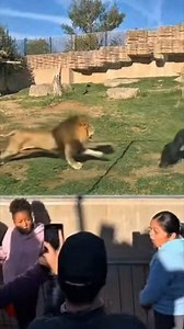 🔥 CLASH OF THE TITANS 🔥 LION vs TWO GORILLAS — A MOMENT THAT SHOOK THE WILD No cover. No escape. Just raw presence. The lion advanced with pure confidence — steady, dominant, unblinking. The two gorillas held their line — towering, synchronized, overwhelming. 💥 Ground trembling. Power colliding. Time seemed to slow with every move. This wasn’t something you expect to see… this was one of those moments the wild rarely reveals. ⚡ Lesson from the wild: Fearlessness opens the door. Unity closes t