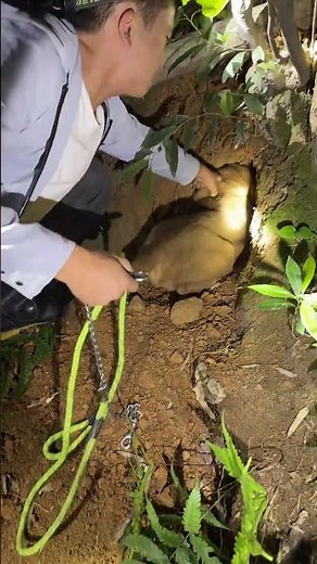 Buck Enters His Second Den – Night Hunt Action! #doghunting #nighthunt