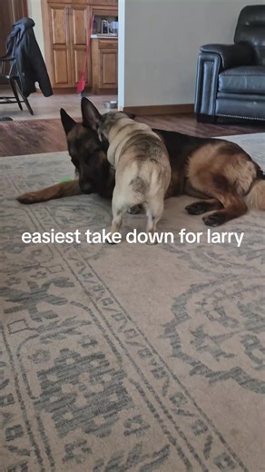 Funny Pug Moments: Easiest Take Down for Larry