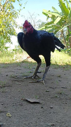 Mon koy | CF Breeding