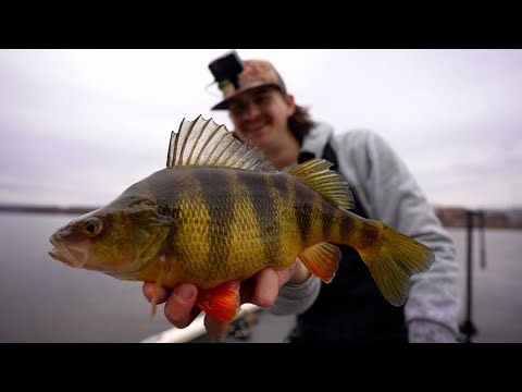 This Dam is LOADED with GIANT PERCH! Mississippi River Spring Perch Fishing