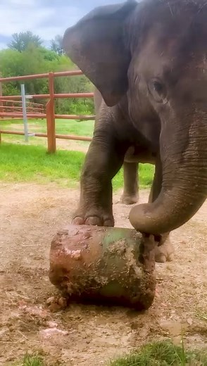While all the elephants loved their giant rainbow “popsicle”, Kirina had the most fun with it! … Once she figured out how to get to it lol. 🧊🐘 Video from elephant care staff Alinda Dygert #Syracusezoo #Syracuse #CNY #AsianElephant #ElephantLovers #Elephants | Rosamond Gifford Zoo