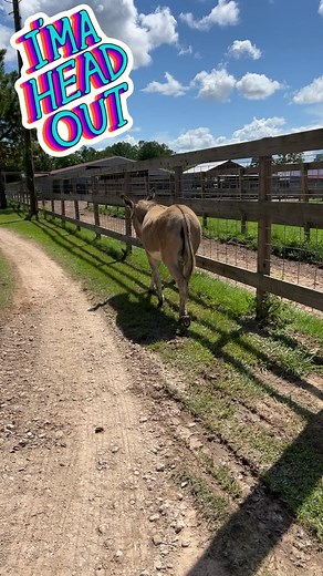 32K views · 5.1K reactions | Donkeys on the loose #shirtlessjake #donkey | Shirtless Jake's Homestead | Facebook