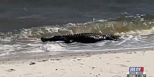 Alligator spotted on the beach in Biloxi today. 🐊 | Meteorologist Eric Jeansonne