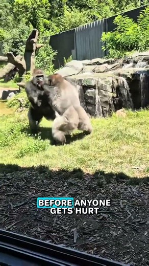 The Strongest Apes Prefer Peace