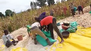 Maize Shelling machine For sale Ksh 38000 Call 0796298438 Delivery to your home ni free | Nakuru Poshomills and Machinery co.ltd | Facebook