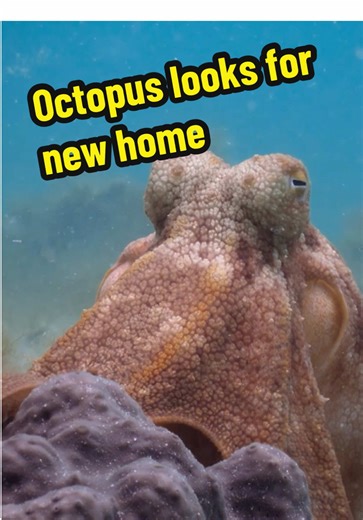 Even a toilet can be prime real estate. #octopus #wildlife #ocean #davidattenborough #stem