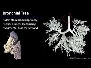 Respiratory and Urinary Station 3 - Bronchial Tree