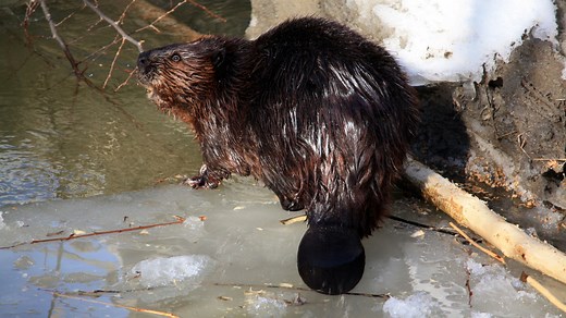 Castor : taille, description, biotope, habitat, reproduction
