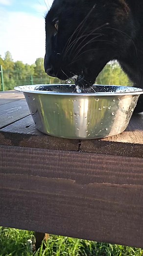 101K views · 3.1K reactions | Quench your thirst #blackcat #wildcat | Luna_the_pantera | Facebook