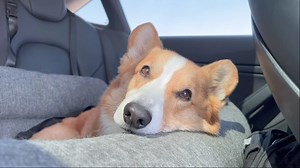 𝑻𝒐𝒑𝒊 𝒕𝒉𝒆 𝑪𝒐𝒓𝒈𝒊 on Instagram: "Hola, señor Topi! The second part of Topi’s Europe vlog is here! Watch Topi explore the beautiful Barcelona 🇪🇸"