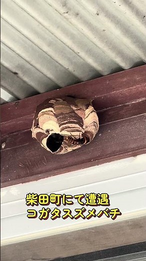【スズメバチ】7月22日いよいよ働きバチが羽化したよ。あと10日もすれば、一回り大きな危険な巣になるから注意🐝⚠️
