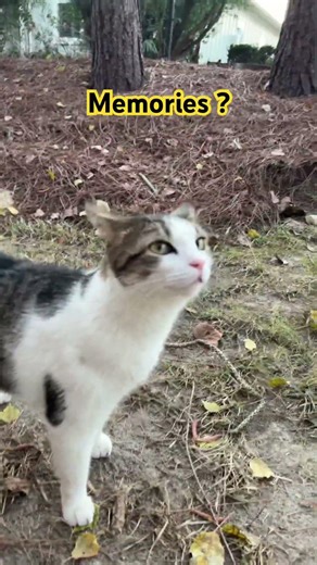 Making cats tweak out #cool #funny #Cat #Kitty #CatIsTweaking #cutepet