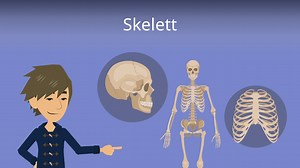 Skelett • 10 Fakten über das Skelett
