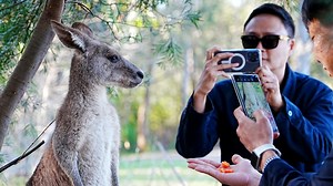 Fears of attacks as kangaroos move into Lake Macquarie suburb