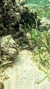 Catching Tipay shell #seaadventure #seashells | Jremieh Empinado Rubin